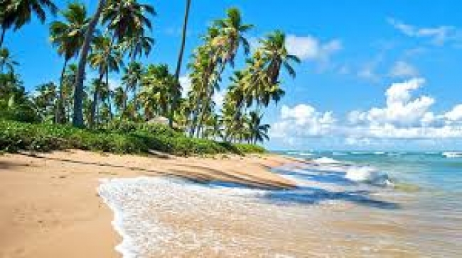 *Verano 2025* Vivi Brasil: Praia Do Forte Salida Febrero 2025