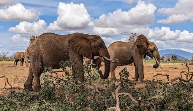 Salida Grupal a Kenia -  Incluye Safari!! - Salida 14 de Junio 2025