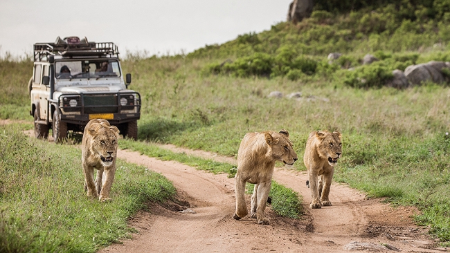 Salida Grupal a Kenia -  Incluye Safari!! - Salida 14 de Junio 2025