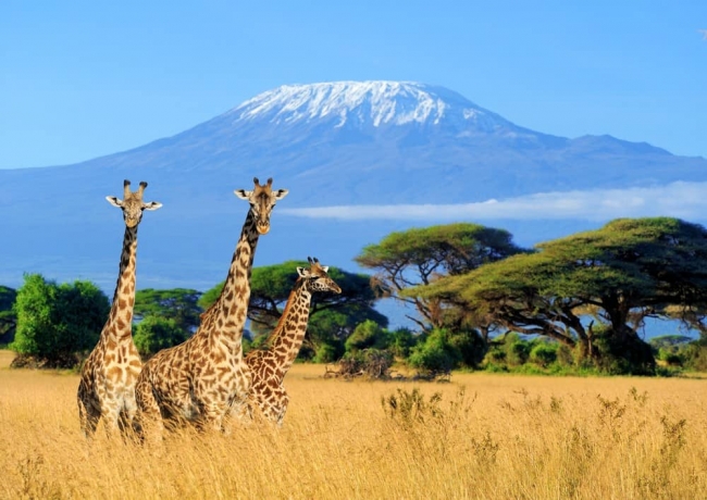 Salida Grupal a Kenia -  Incluye Safari!! - Salida 14 de Junio 2025