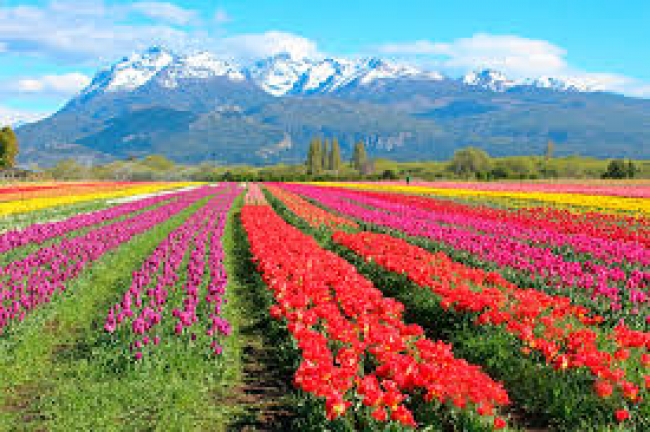 Tulipanes de La Patagonia - Visita Bariloche, Esquel y S.M de los Andes! - Salida Octubre 2025