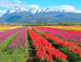 Tulipanes de La Patagonia - Visita Bariloche, Esquel y S.M de los Andes! - Salida Octubre 2025